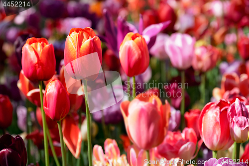 Image of Blooming tulips flowerbed in Keukenhof flower garden, Netherland