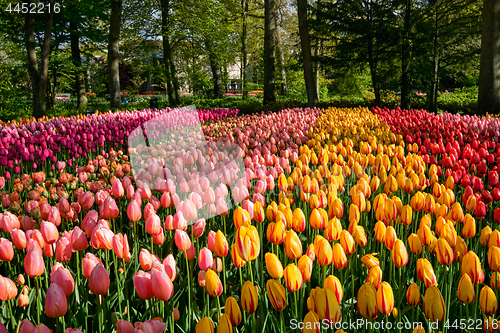 Image of Blooming tulips flowerbed in Keukenhof flower garden, Netherland