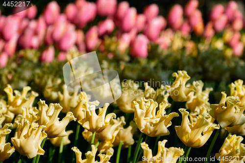 Image of Blooming tulips flowerbed in Keukenhof flower garden, Netherland