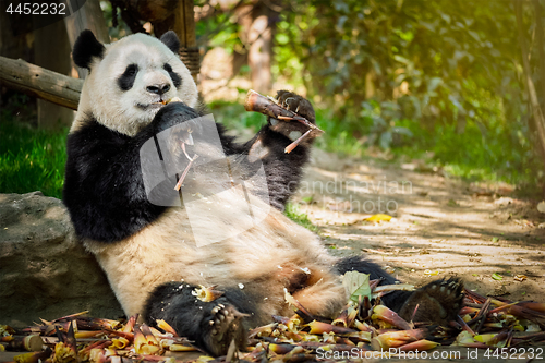 Image of Giant panda bear in China