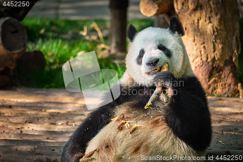 Image of Giant panda bear in China