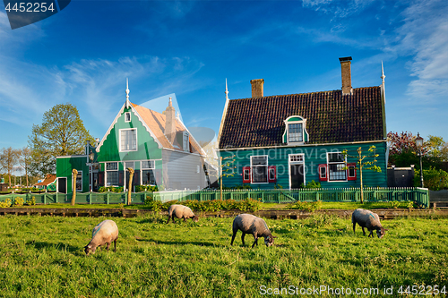 Image of Sheeps grazing near farm houses in the museum village of Zaanse 