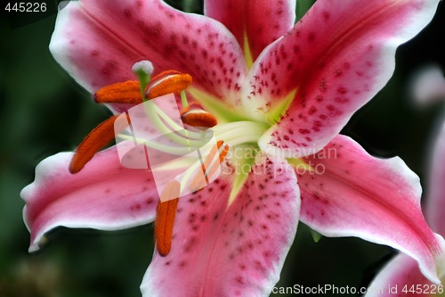 Image of Lily