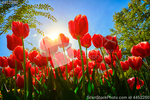 Image of Blooming tulips against blue sky low vantage point