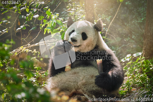 Image of Giant panda bear in China