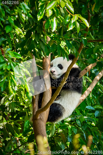 Image of Giant panda bear in China