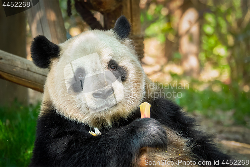 Image of Giant panda bear in China