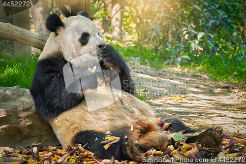 Image of Giant panda bear in China