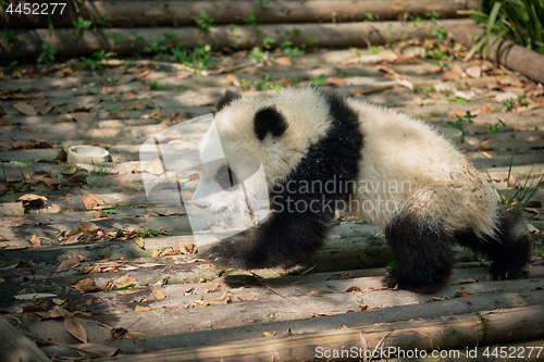 Image of Giant panda bear in China