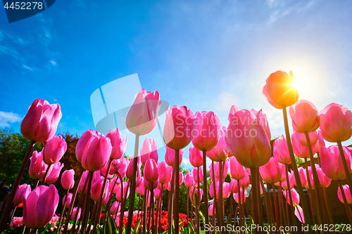 Image of Blooming tulips against blue sky low vantage point