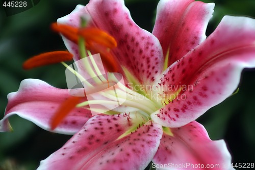 Image of Lily