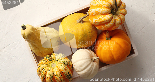 Image of Different pumpkins laid in box
