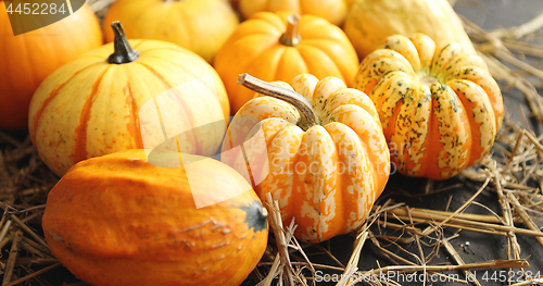 Image of Mellow pumpkins laid on hay