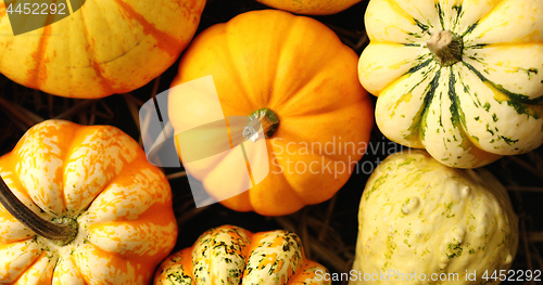 Image of Heap of yellow pumpkins