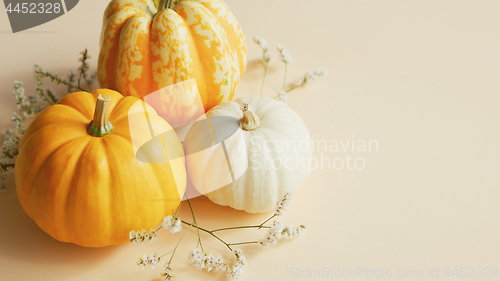 Image of Different sorts of pumpkins and herbs