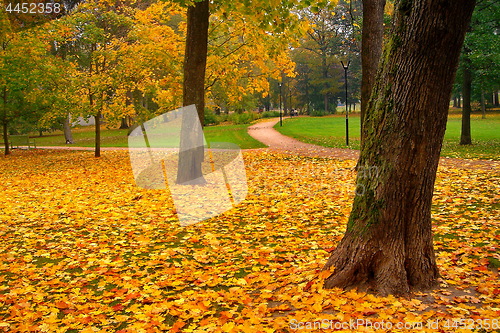 Image of autumn maple trees in fall city park
