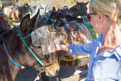 Image of woman\'s hand caressing donkeys in a place in Spain