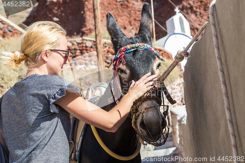 Image of woman\'s hand caressing donkeys in a place in Spain