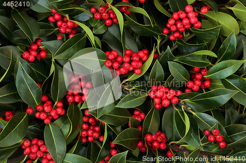 Image of Winter and Christmas Holly Berry Bush