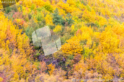 Image of Colorful autumn foliage and green pine trees in Arrowtown