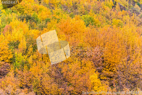 Image of Colorful autumn foliage and green pine trees in Arrowtown