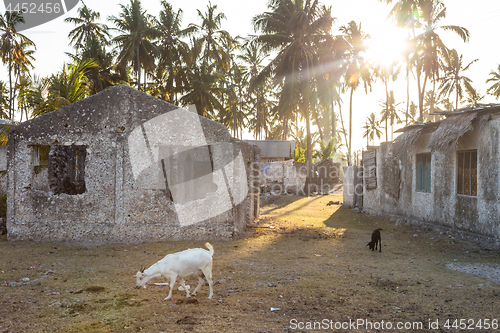 Image of Goats by the Stone houses surrounded by palm trees in Jambiani village in Zanzibar, Tanzania in sunset.