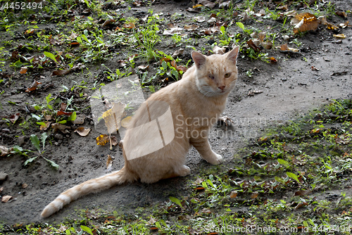 Image of cat with one eye