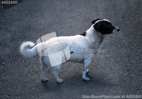 Image of dog standing on the pavement