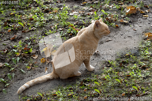 Image of red cat sits