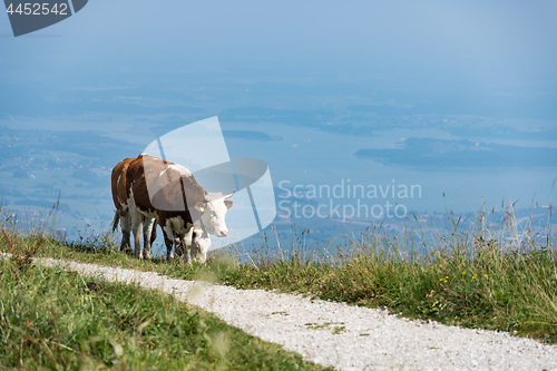 Image of Cow on Kampenwand in Bavaria