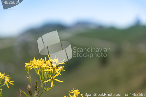 Image of Yellwo flowers on Kampenwand