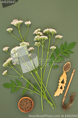 Image of Valerian Herb Root and Flowers