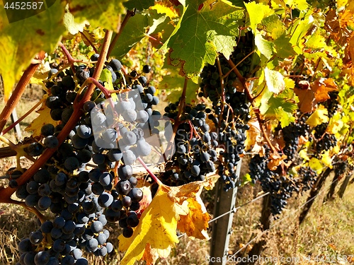 Image of ipe purple grapes on a vine in autumn