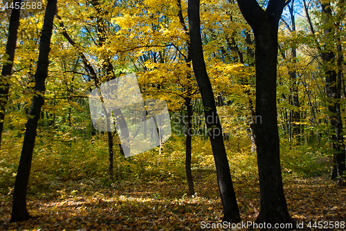 Image of autumn forest with yellow foliage