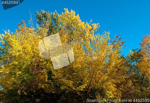 Image of autumn trees with yellow leaves