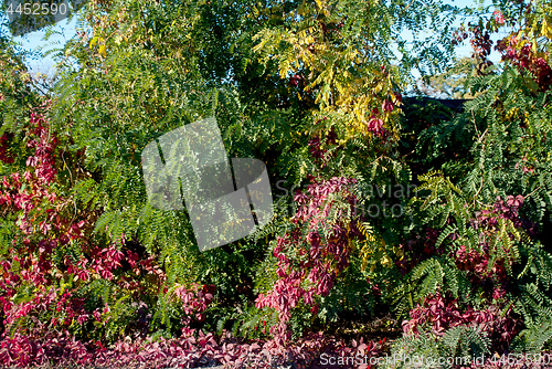 Image of bush and tree with red and green leaves