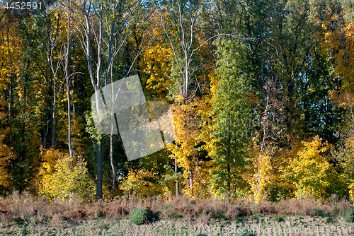 Image of forest trees in autumn