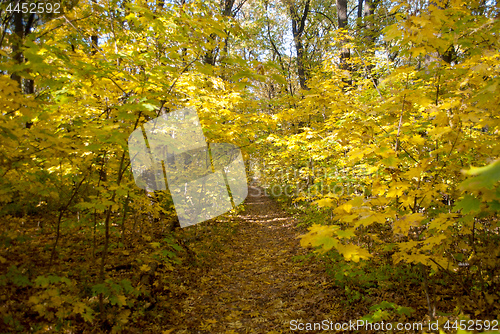 Image of path in the forest with yellow leaves