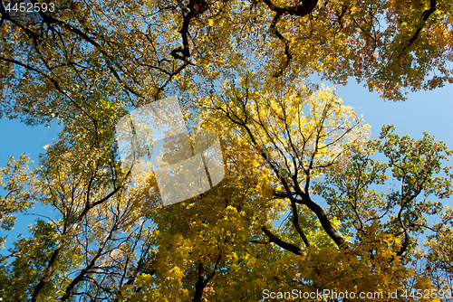 Image of treetops in autumn