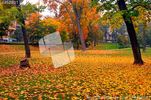 Image of autumn maple trees in fall city park