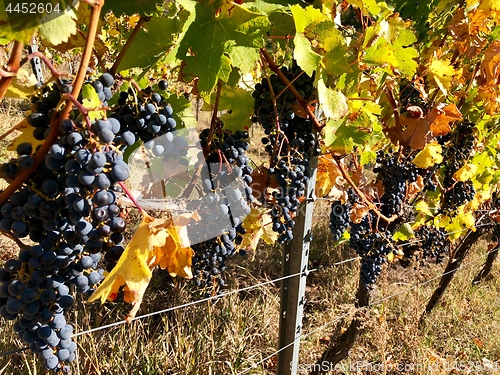 Image of ipe purple grapes on a vine in autumn