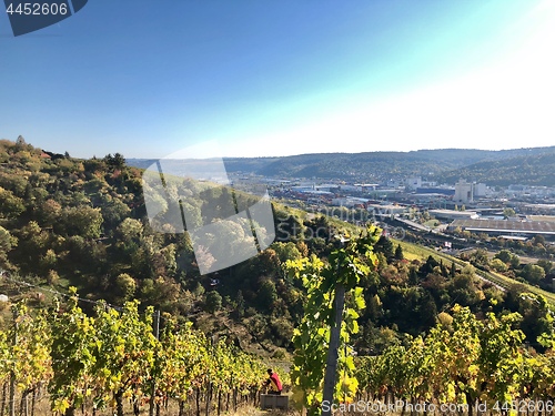 Image of vineyards in the Stuttgart area