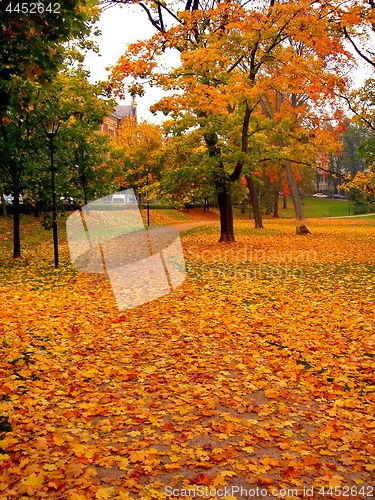 Image of autumn maple trees in fall city park