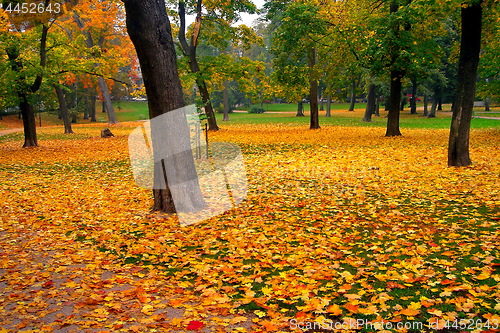Image of autumn maple trees in fall city park