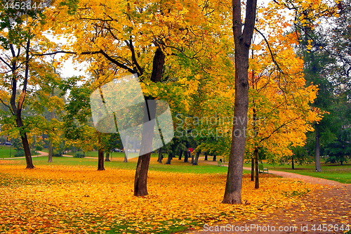 Image of autumn maple trees in fall city park