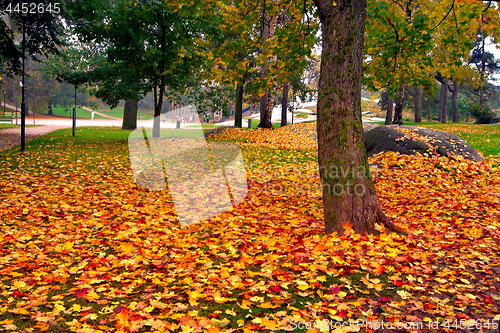 Image of autumn maple trees in fall city park