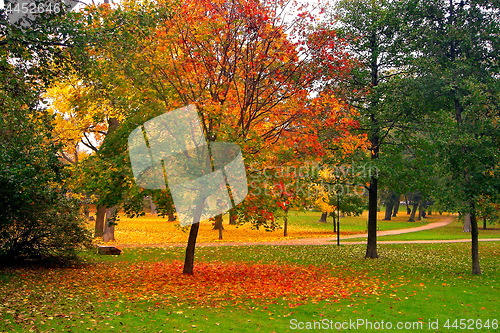 Image of autumn maple trees in fall city park
