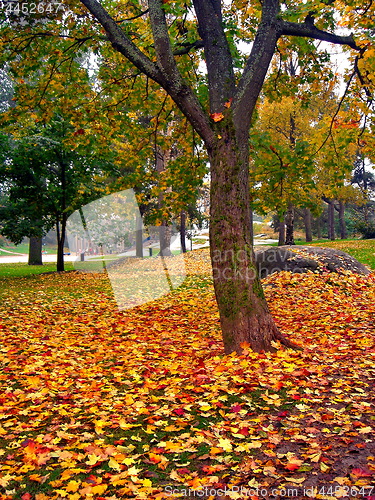 Image of autumn maple trees in fall city park