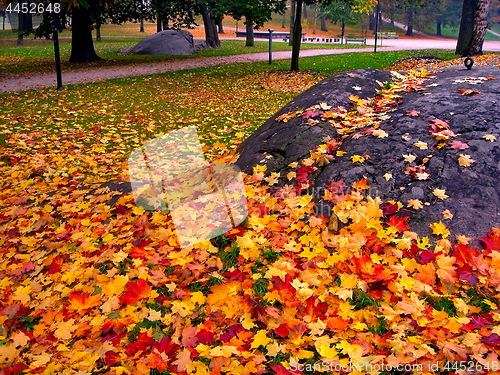 Image of autumn maple trees in fall city park