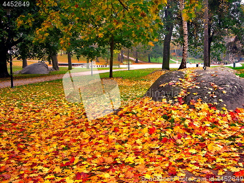 Image of autumn maple trees in fall city park